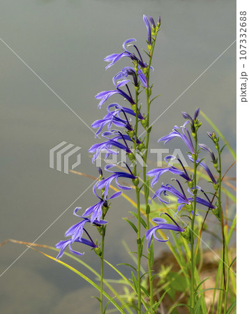 池の側に咲くサワギキョウ 107332688
