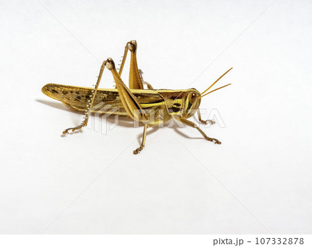 白い背景にツチイナゴ 107332878
