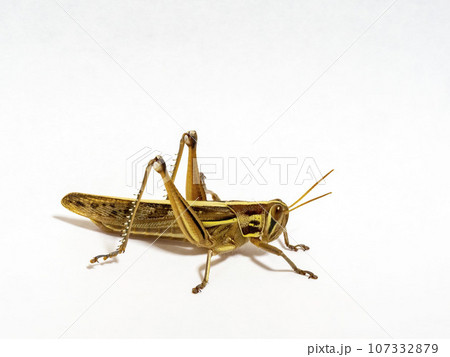 白い背景にツチイナゴ 107332879