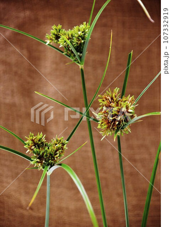 カヤツリグサ 107332919
