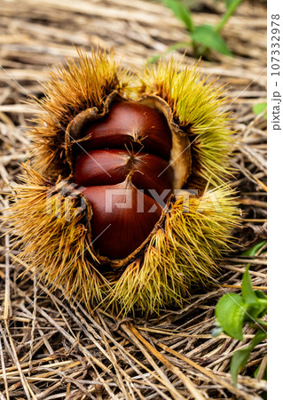 秋の風景落下した栗 秋の風景落下した栗 107332978