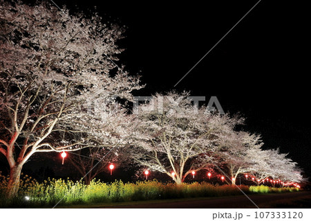 茨城県の久慈川に隣接する辰ノ口(たつのくち)親水公園の桜づつみのライトアップされた満開の夜桜 茨城県の久慈川に隣接する辰ノ口(たつのくち)親水公園の桜づつみのライトアップされた満開の夜桜 107333120