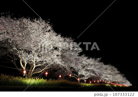 茨城県の久慈川に隣接する辰ノ口（たつのくち）親水公園の桜づつみのライトアップされた満開の夜桜 107333122
