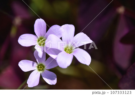 オキザリス・レグネリー 107333123