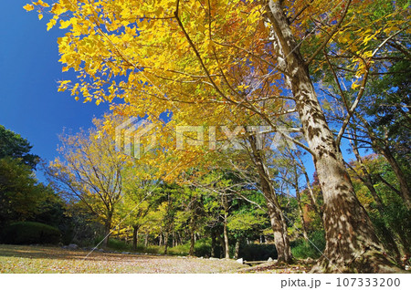 自然公園「三重県民の森」の鮮やかな紅葉 自然公園「三重県民の森」の鮮やかな紅葉 107333200
