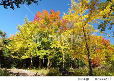 自然公園「三重県民の森」の鮮やかな紅葉 107333211