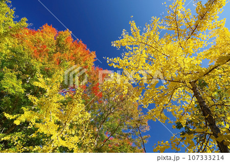 自然公園「三重県民の森」の鮮やかな紅葉 107333214