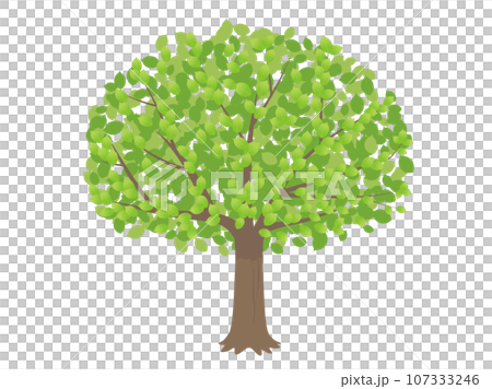 Tree illustration Tree illustration 107333246
