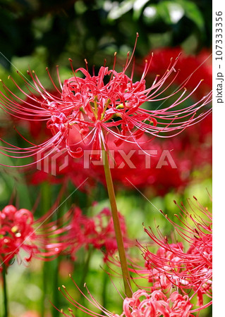 田んぼに咲く彼岸花 107333356