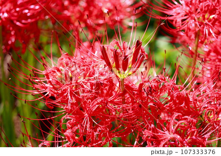 田んぼに咲く彼岸花 田んぼに咲く彼岸花 107333376
