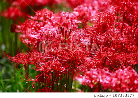 田んぼに咲く彼岸花 107333377
