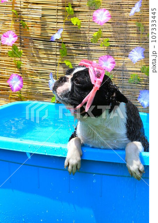 プールの中でシャワー浴びて喜ぶゴーグルを付けたボストンテリアのマイティ君♡ 107333445