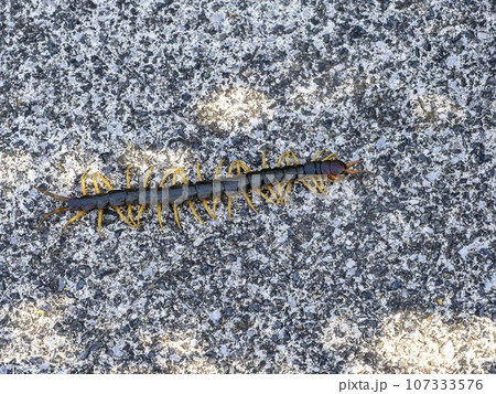 地面を這うムカデ 地面を這うムカデ 107333576