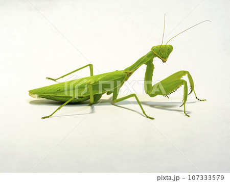 白い背景のハラビロカマキリ 107333579