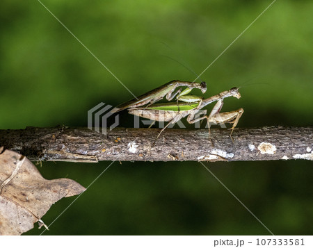 枯れ木にいるオスとメスのヒメカマキリ 107333581