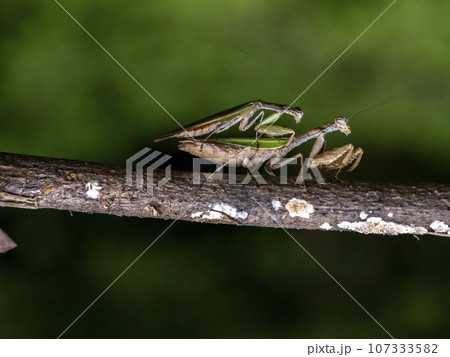 枯れ木にいるオスとメスのヒメカマキリ 107333582