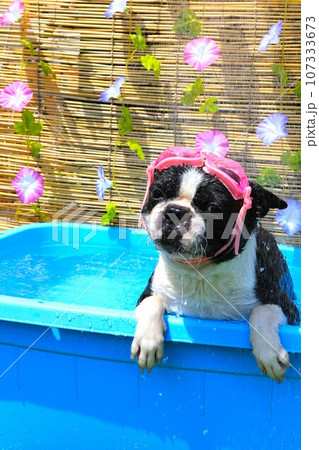 プールの中でシャワー浴びて喜ぶゴーグルを付けたボストンテリアのマイティ君♡ 107333673