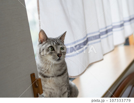 窓辺の猫 サバトラ猫 窓辺の猫 サバトラ猫 107333779