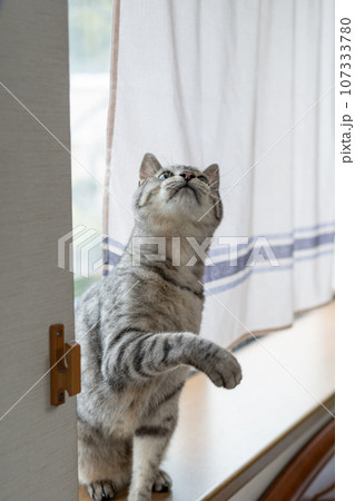 窓辺の猫 サバトラ猫 窓辺の猫 サバトラ猫 107333780