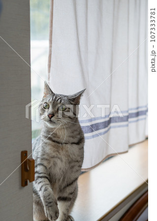 窓辺の猫 サバトラ猫 窓辺の猫 サバトラ猫 107333781
