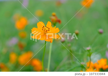 秋桜 107333944