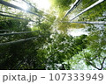竹林から見上げる空 107333949
