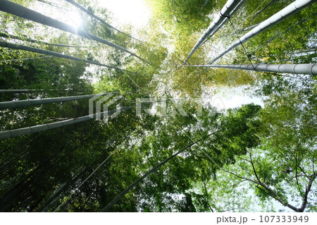 竹林から見上げる空 107333949