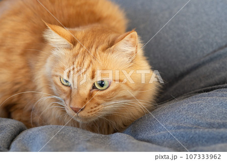 見つめる猫　茶トラ猫 107333962