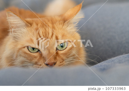 見つめる猫　茶トラ猫 107333963