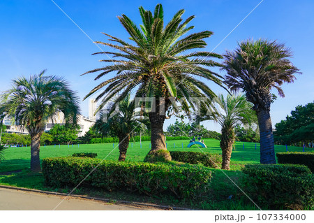海辺のフェニックス　三番瀬海浜公園（千葉県船橋市） 107334000