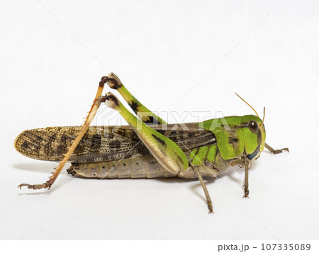 白い背景のトノサマバッタ 107335089