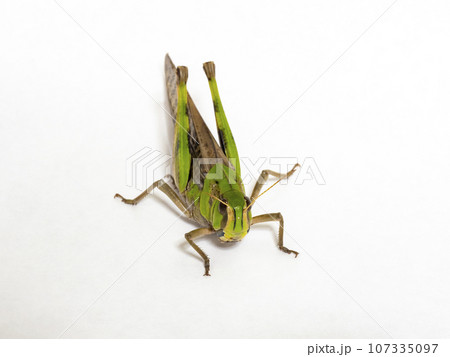 白い背景のトノサマバッタ 107335097