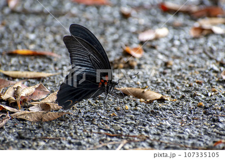 地面で吸水しているナガサキアゲハ 地面で吸水しているナガサキアゲハ 107335105