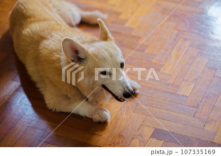 Pembroke Corgi dog lying on wooden floor 107335169