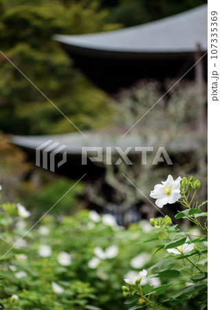 鎌倉9月 瑞泉寺1 芙蓉 鎌倉9月 瑞泉寺1 芙蓉 107335369