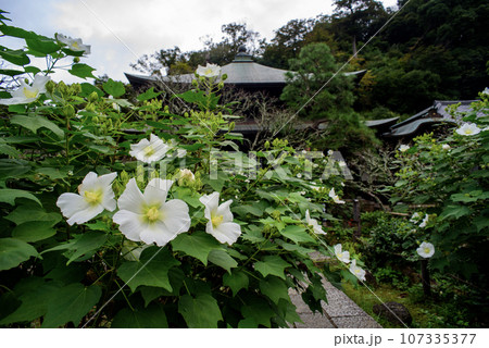鎌倉9月 瑞泉寺9 芙蓉 鎌倉9月 瑞泉寺9 芙蓉 107335377