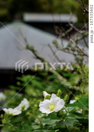 鎌倉9月　瑞泉寺16　芙蓉 107335602