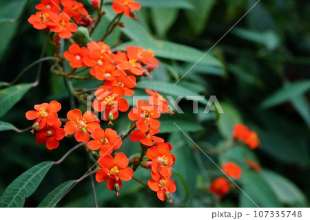 植物園で見つけた小さなオレンジの花 植物園で見つけた小さなオレンジの花 107335748