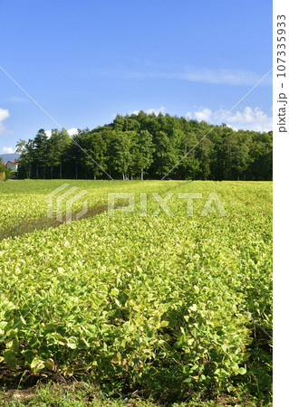 秋の北海道厚沢部町で実りを迎えた小豆畑の風景を撮影 秋の北海道厚沢部町で実りを迎えた小豆畑の風景を撮影 107335933