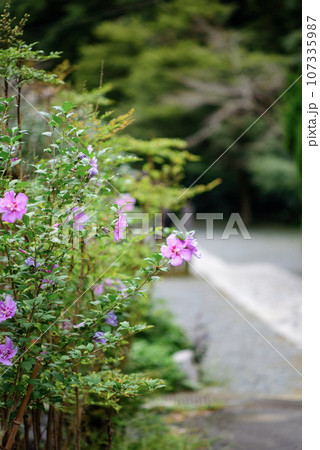 鎌倉9月 瑞泉寺40 芙蓉 鎌倉9月 瑞泉寺40 芙蓉 107335987