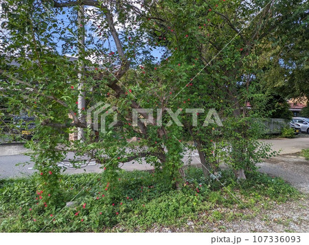 秋の庭で樹木に絡みつくハゴロモルコウソウの赤い花 107336093