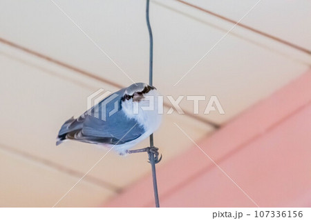 ゴジュウカラ 107336156