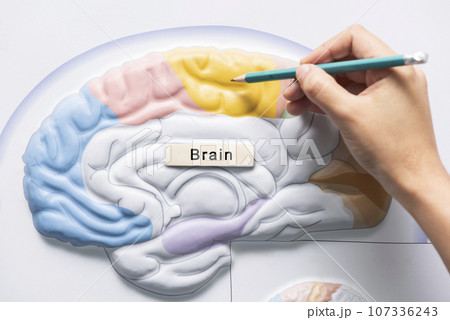 Hand holding pencil to teach of brain anatomy Hand holding pencil to teach of brain anatomy 107336243