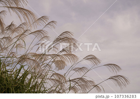秋風が吹く頃のススキ 秋風が吹く頃のススキ 107336283