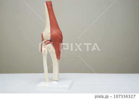Knee joint model in medical office Knee joint model in medical office 107336327