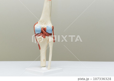 Knee joint model in medical office 107336328