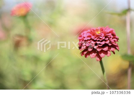 ダリアの花畑　庭の花壇 107336336