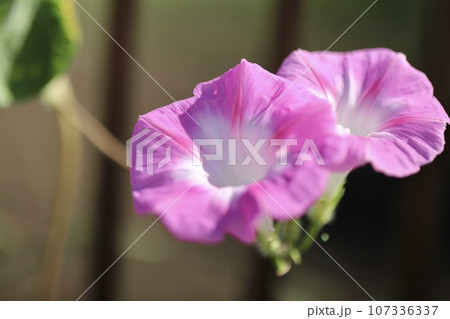 開いているアサガオの花 107336337