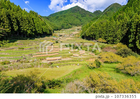 「日本の棚田百選」四谷千枚田の秋景色 「日本の棚田百選」四谷千枚田の秋景色 107336355