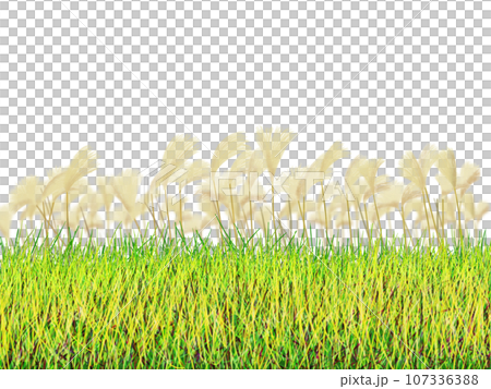 Susuki of the meadow swaying in the wind 107336388